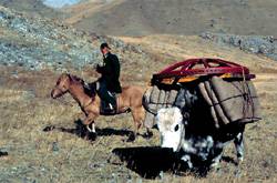 Nómadas mongoles huyendo del frío.