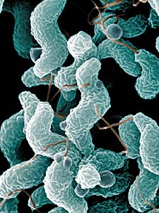 Bacteria Campylobacter