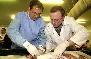 Luis José Laria, a la derecha, estudiando un calamar gigante.