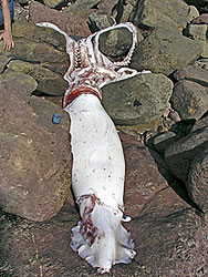  Uno de los calamares gigantes encontrados en las costas asturianas. Al lado, como referencia, un telefono móvil.