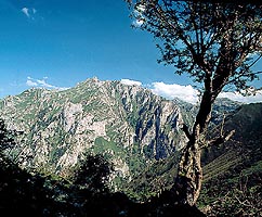 ONIS
