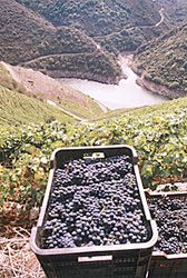 RIBEIRA SACRA, Sangre de Galicia