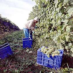 DENOMINACION DE ORIGEN RIAS BAIXAS ALBARI�O