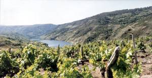 DENOMINACION DE ORIGEN RIBEIRA SACRA