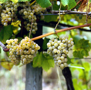 DENOMINACION DE ORIGEN RIAS BAIXAS ALBARI�O