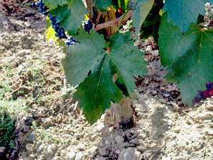 VINOS DE VALDEORRAS
