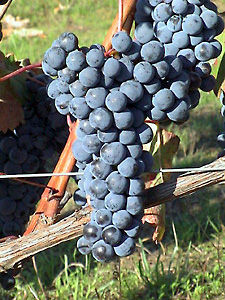 Estaci�n de Viticultura y Enolog�a de Galicia
