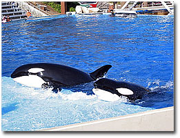 Las orcas salvajes y los delfinarios
