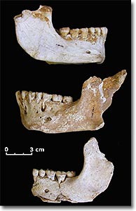 huesos de neandertal