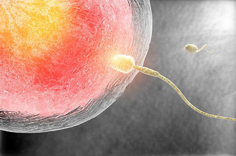 Un espermatozoide fecunda a un óvulo