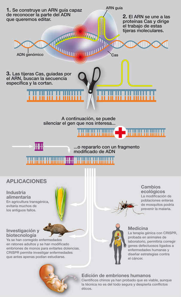 Así funciona CRISPR. Infografía J. A. Peñas