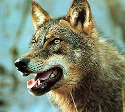 Qu opina de erradicar al lobo de la vertiente asturiana de los Picos de Europa?