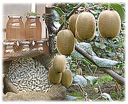 Productos emblemticos de esta zona de Asturias: la Faba, el Kiwi y la miel.